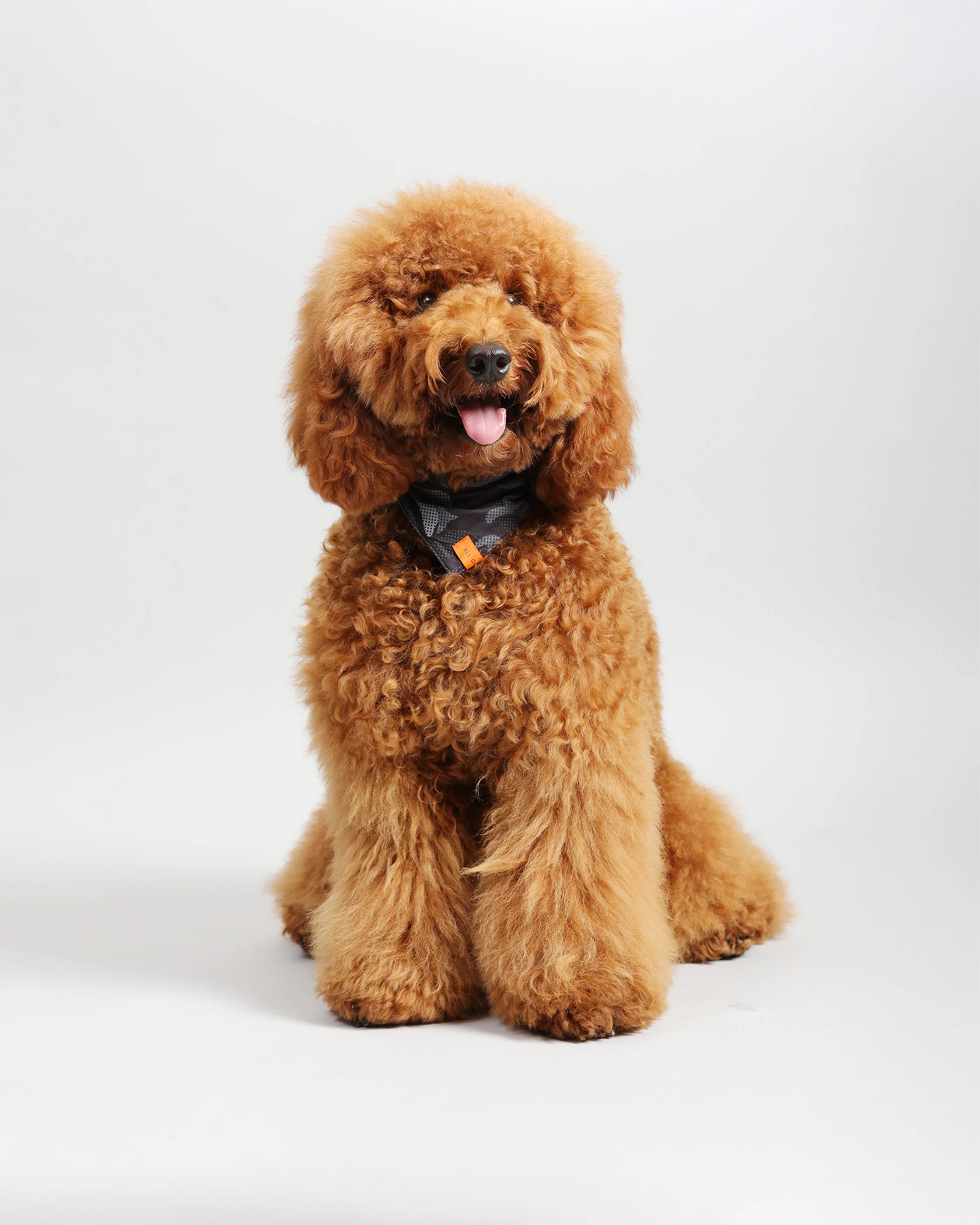 Pawkerchiefs - Image 10