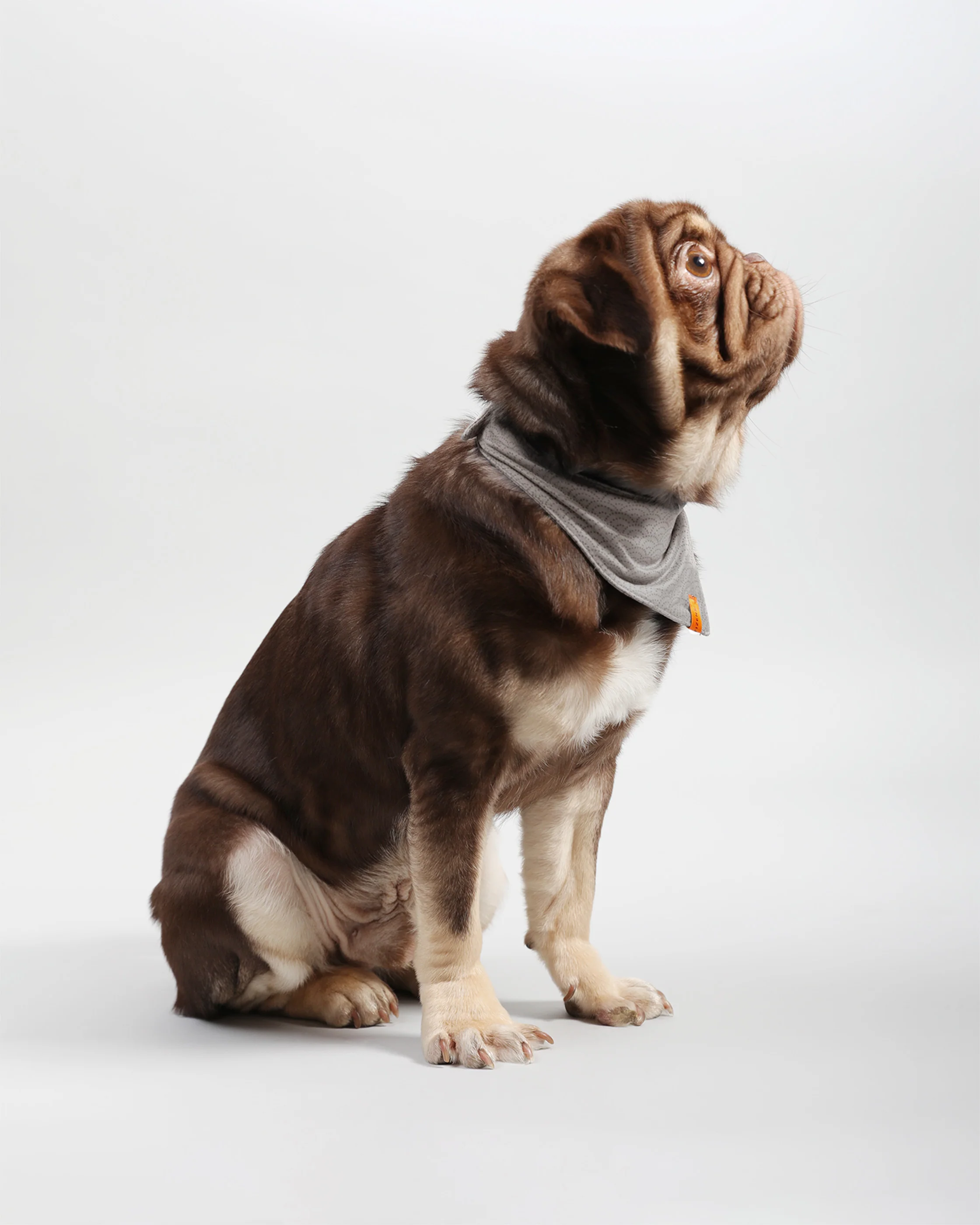 Pawkerchiefs - Image 11