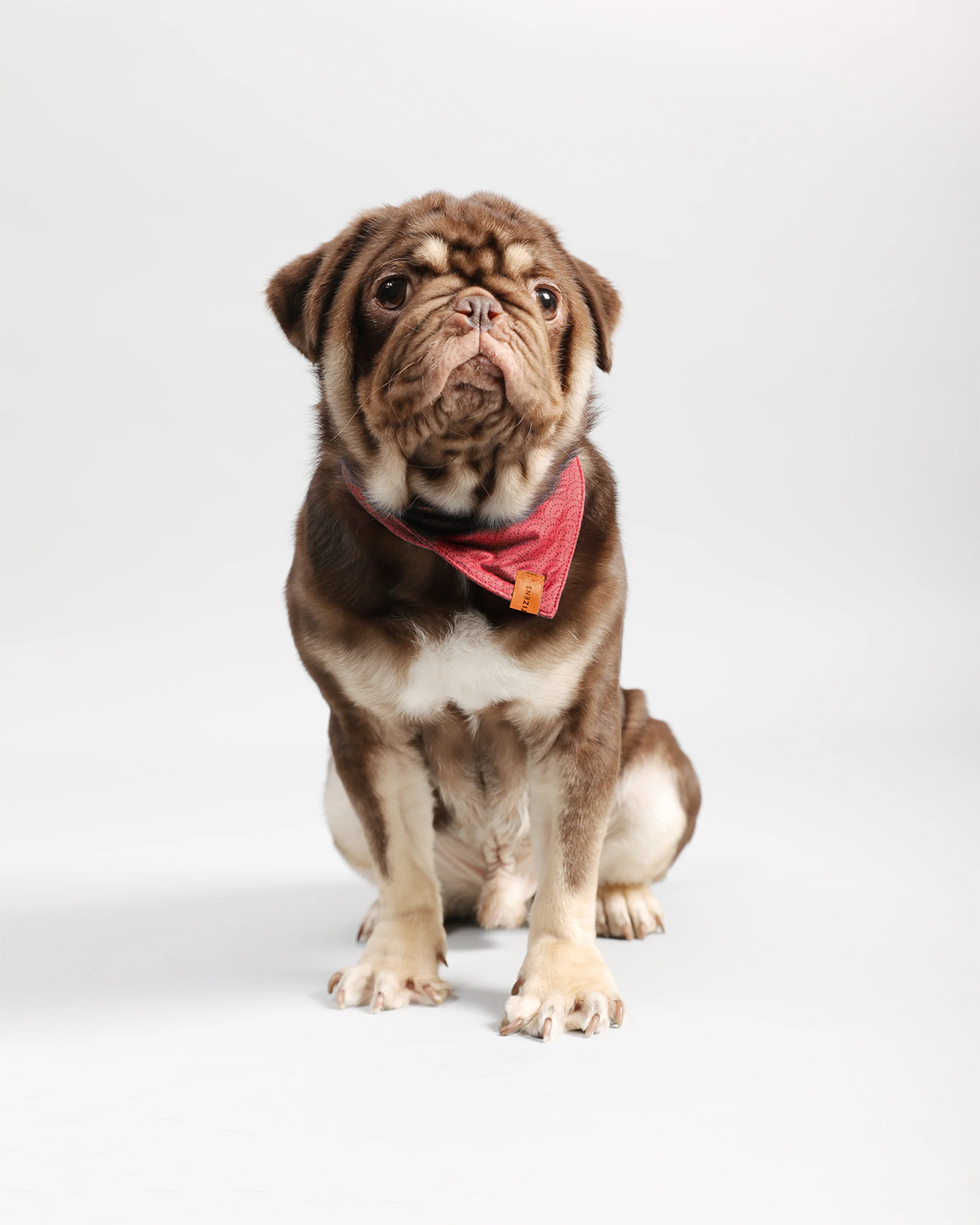 Pawkerchiefs - Image 4