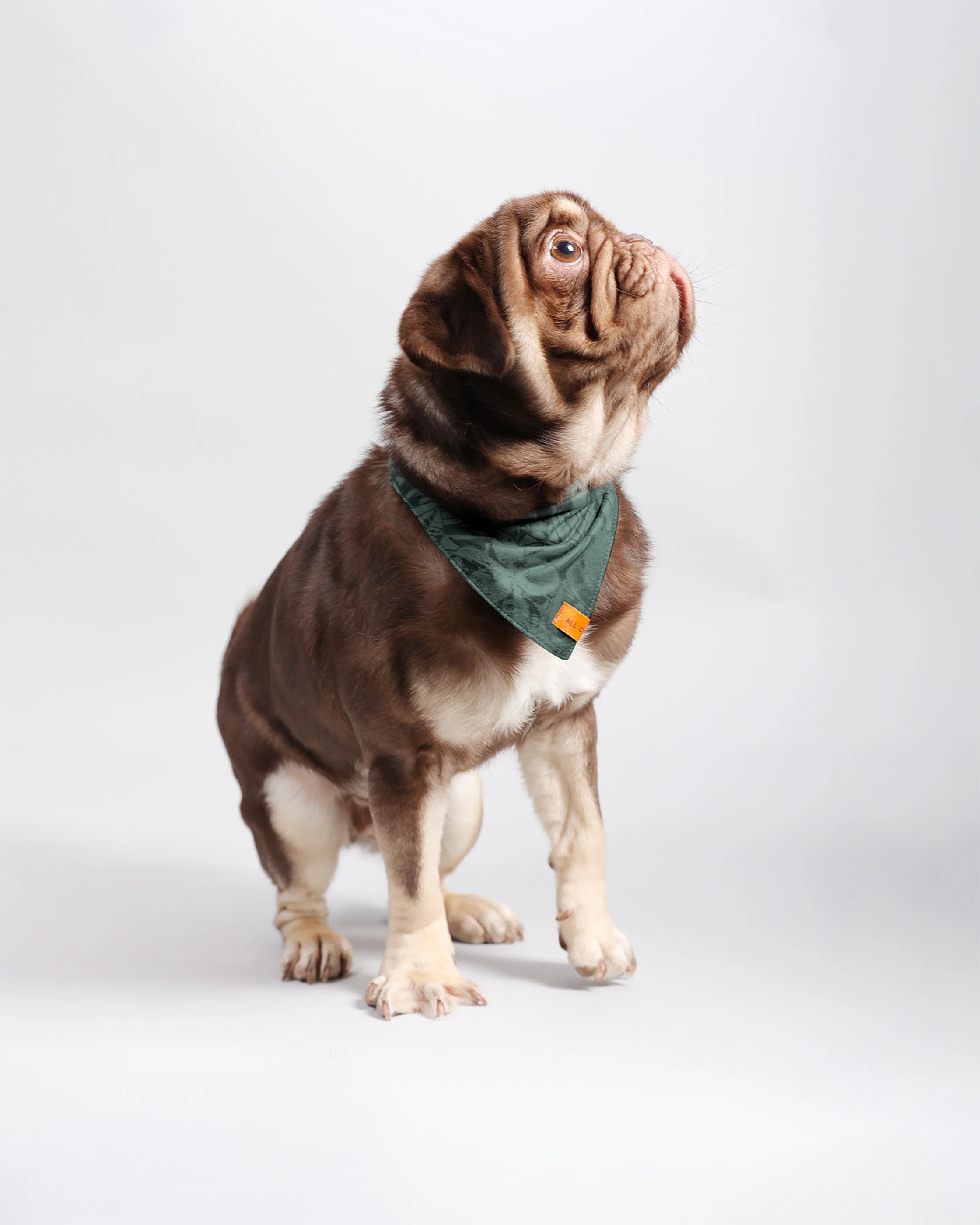 Pawkerchiefs - Image 7