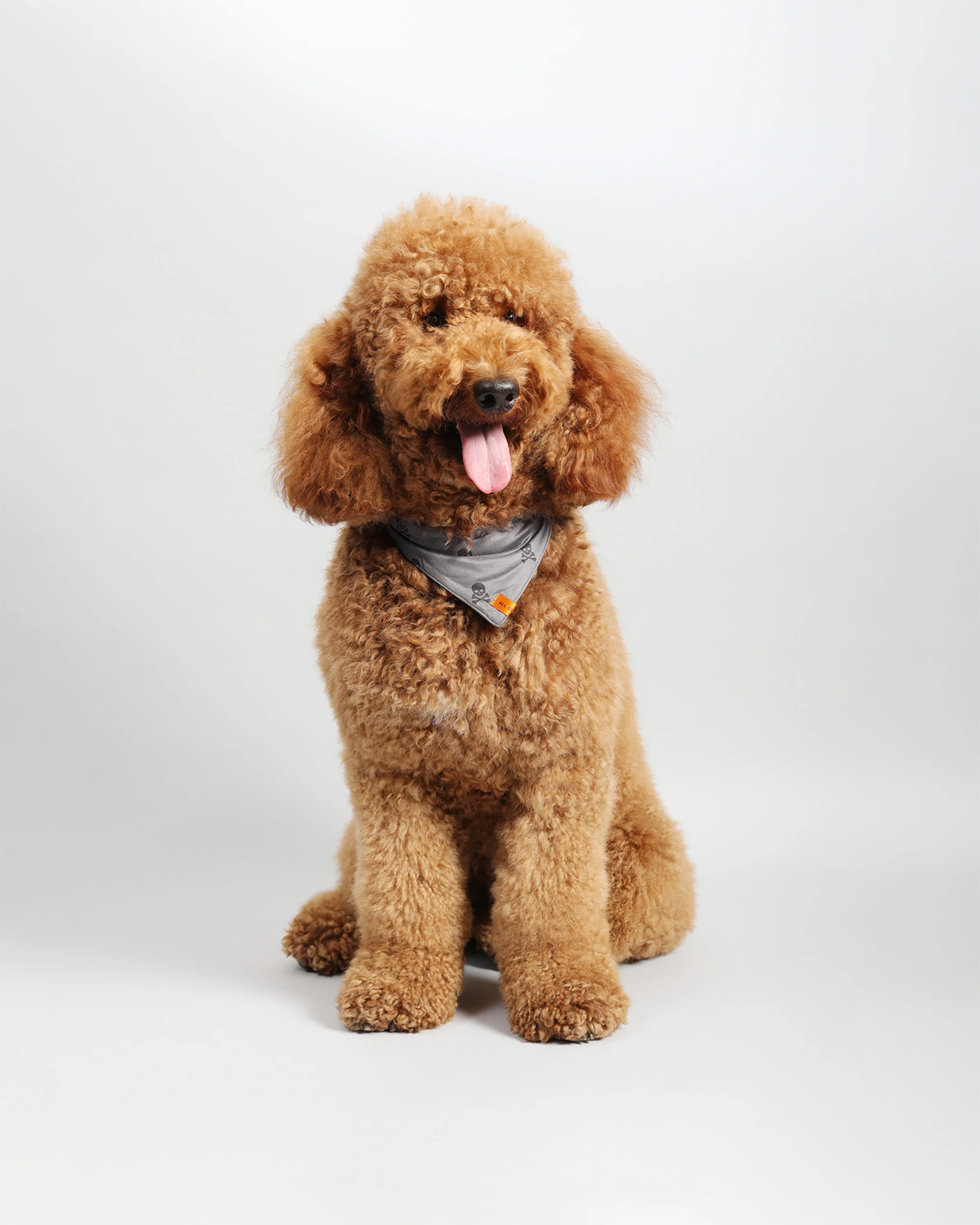Pawkerchiefs - Image 9